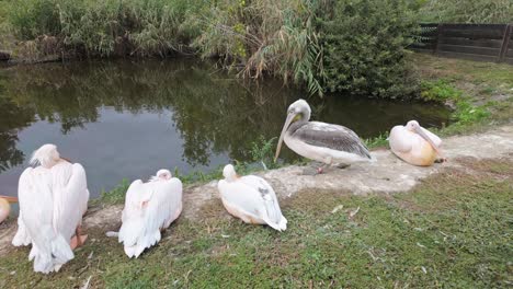 sunbathing great white pelicans on the shore of a pond on a sunny autumn day