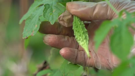 Hands-holding-tiny-cerasee-fruit-kerala-bitter-melon-plant-with-kerala-hanging-from-vines-used-to-make-herbal-healthy-teagood-for-weight-loss