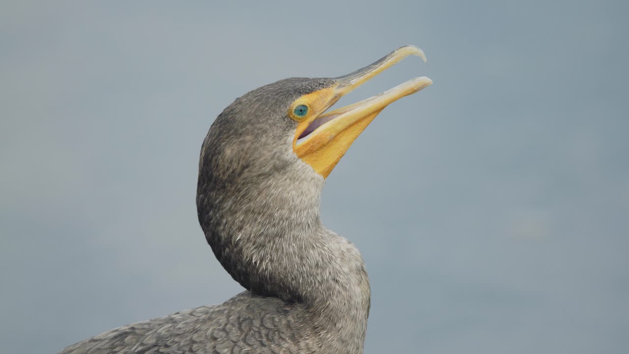 노란 부리를 가진 가마우지 새 머리