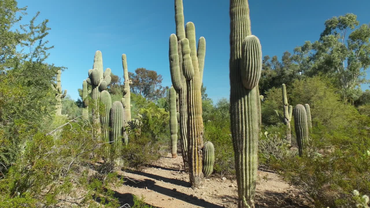 paisaje botánico del desierto con los icónicos cactus saguaro : fondo : panorámica lenta a la izquierda