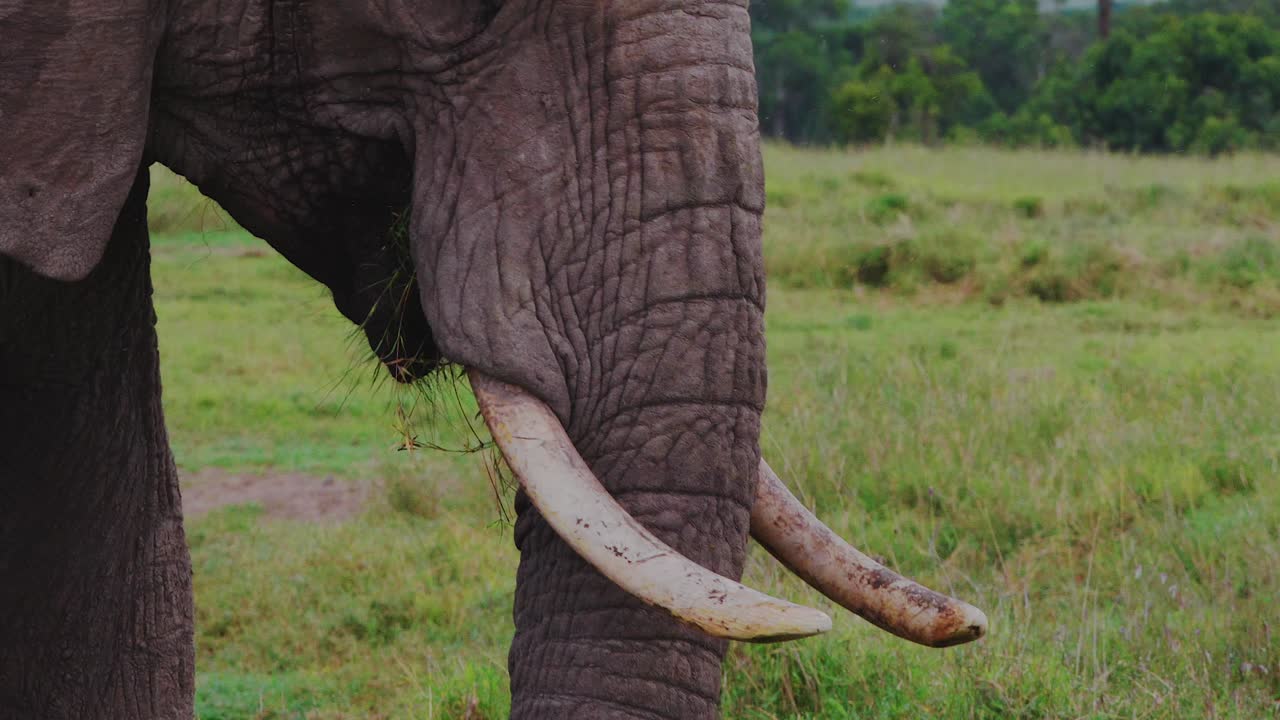 4k, 50fps, Elephants grazing on African Savannah