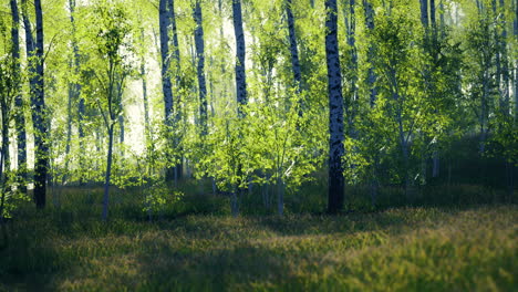 lush green birch trees thrive in serene forest setting during daytime