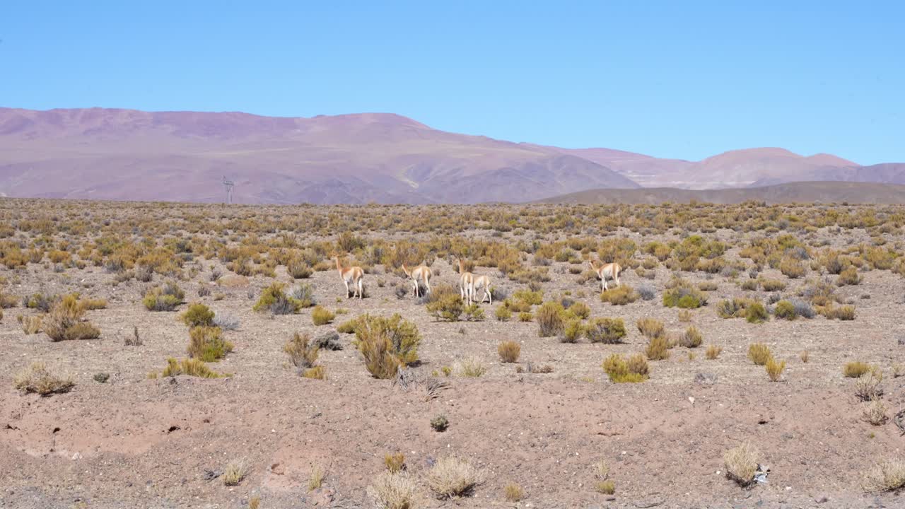 paisaje en quebrada de cafayate en argentina, grupo de llamas en el fondo