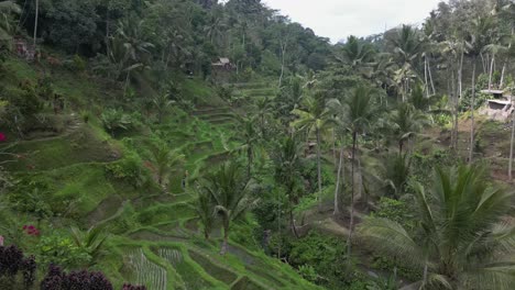 Los-Turistas-Exploran-Arrozales-Inundados-En-Un-Empinado-Valle-Selvático-En-Bali.