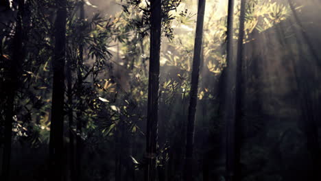 Grüner-Bambuswald-Im-Morgensonnenlicht