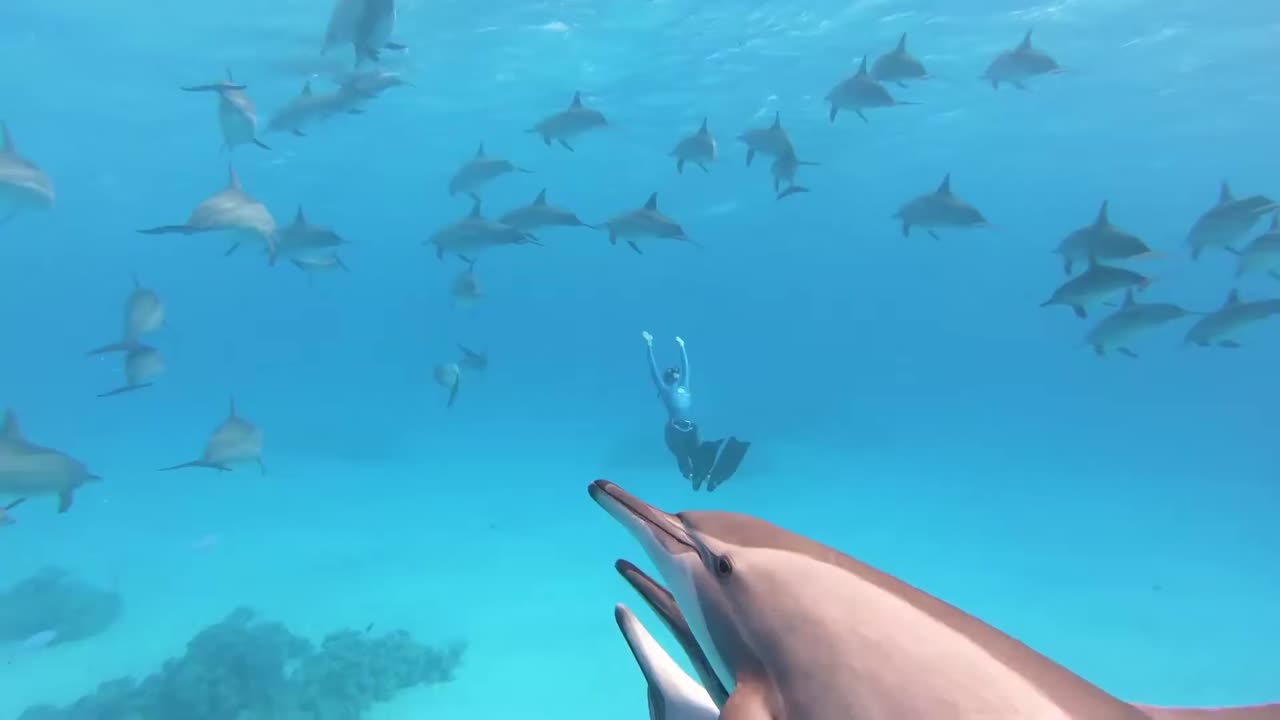 이집트 사타야 암초의 홍해에서 수영하는 아름다운 병코 돌고래 떼