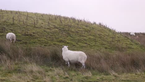 sheep-in-the-pasture-on-Isle-of-Skye,-hIghlands-of-Scotland