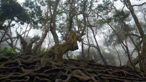 Riesige-Verdrehte-Wurzeln-über-Dem-Boden-Im-Tropischen-Wald-In-Der-Guna-Höhle,-Kodaikanal,-Tamil-Nadu