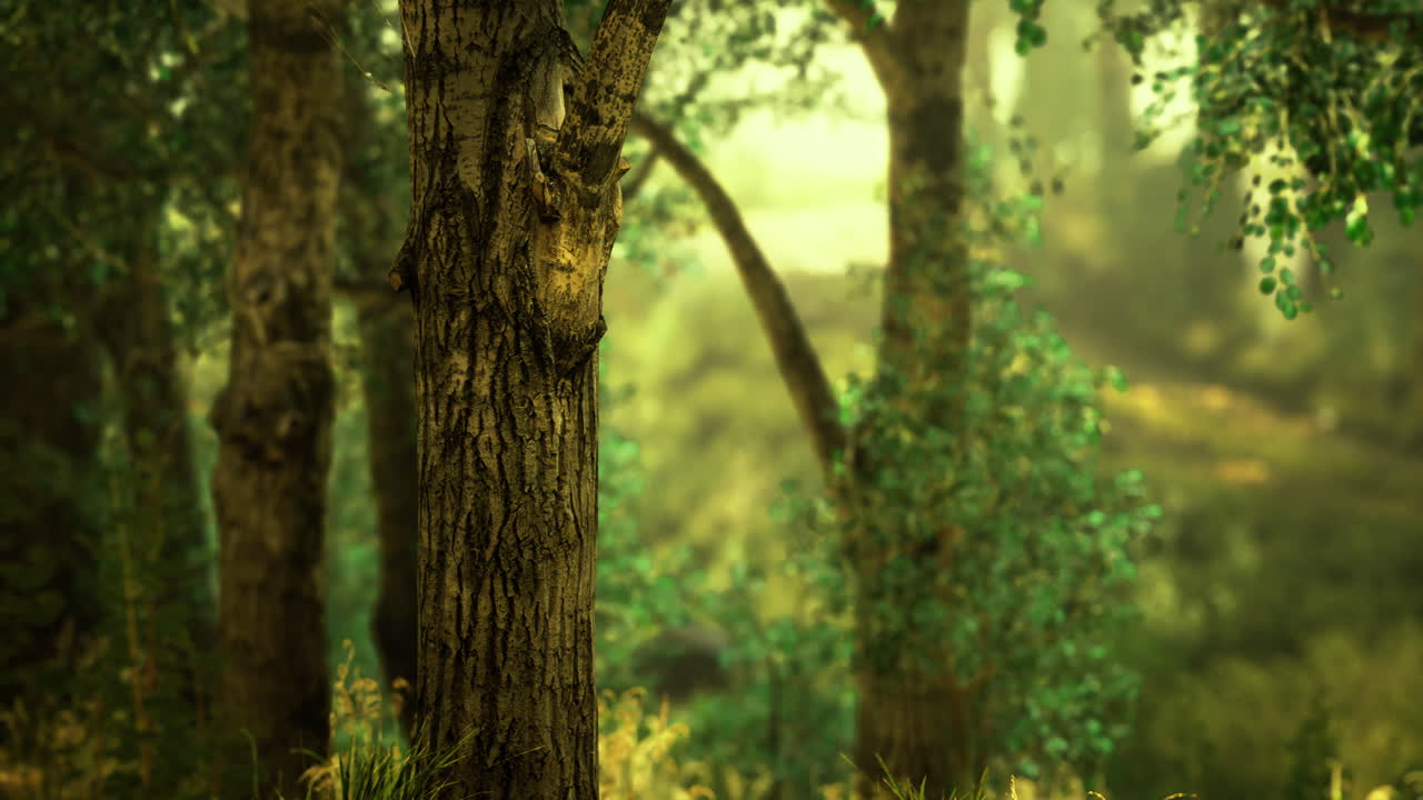 울창 한 초록 숲 과 빛 에 빛나는 나무 들 과 활기찬 식물 들