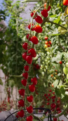 fresh tomatoes on the vine