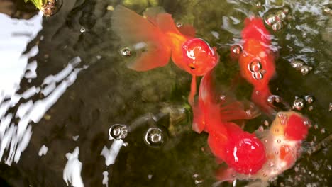 beautiful ornamental goldfishes swim