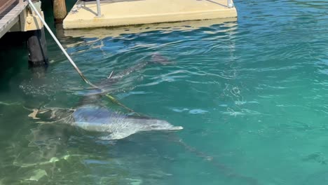 Delfines-Juguetones-En-Las-Bahamas-Buscando-La-Atención-De-La-Gente-Nadando-Y-Sacando-La-Cabeza-Y-La-Nariz-Fuera-Del-Agua-Divertidos-Animales-Lindos-Peces-Océano-Mar