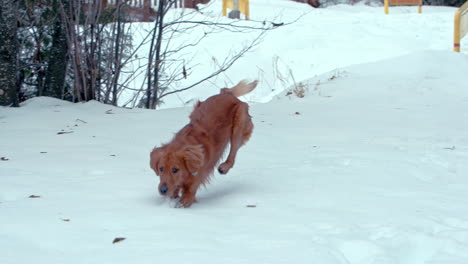 golden retriever corriendo y olfateando en un parque cubierto de nieve