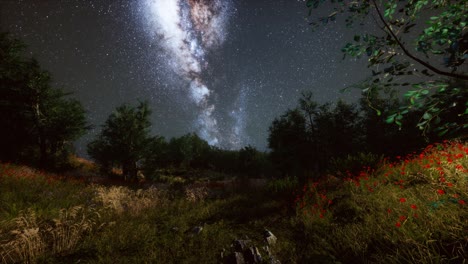 green trees woods in park under night starry sky