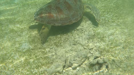 tortuga marina verde nadando y comiendo bajo el agua