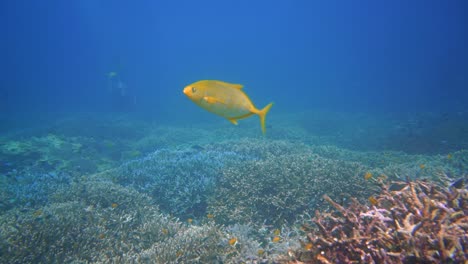 a yellow trevally swimming past the camera with divers inte the background