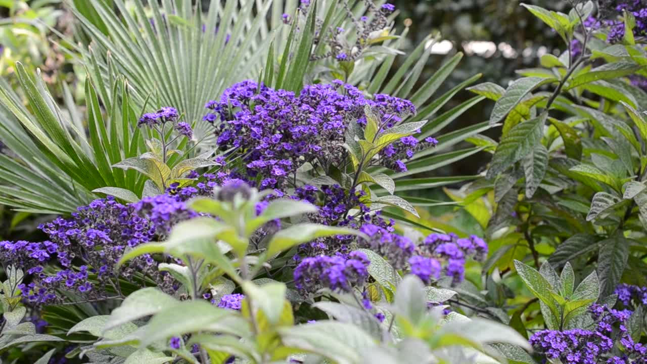 Fiori, letto, api