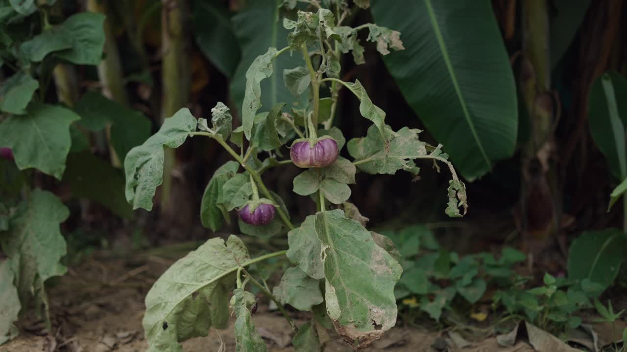 Eggplant Plant in a Garden