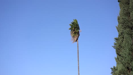 Palmera-Que-Sopla-En-Fuertes-Condiciones-De-Viento