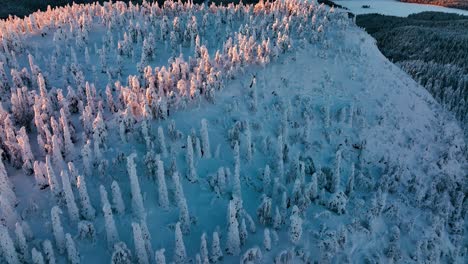 Vista-Aérea-Hacia-Atrás-Sobre-árboles-Nevados-Encima-De-Una-Caída-Boscosa,-Puesta-De-Sol-En-Laponia