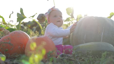 Little Girl in Pumpkins at Sunset Little Girl in Pumpkins at Sunset Slow Motion