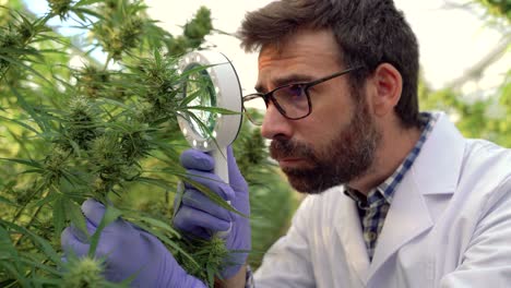 attentive male scientist examining cannabis buds