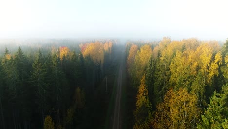 Vista-Aérea-Del-Bosque-Estacional-En-Otoño-Y-Luz-Del-Sol-Temprano-En-La-Mañana-Con-Niebla