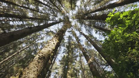 smooth peaceful slow motion tracking shot looking up into tall trees