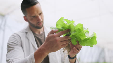 man, hand and plant for inspection for harvest