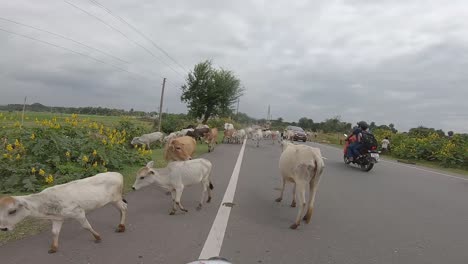 Vacas-Pastando-En-Los-Campos-Cerca-De-Giridih-En-Jharkhand,-India,-El-27-De-Septiembre-De-2020