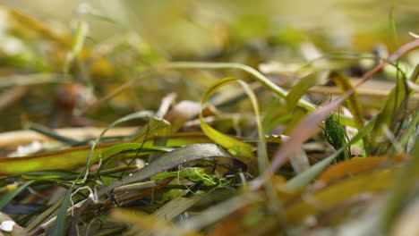 Macro-shot-of-seaweed-entangled-with-beach-debris