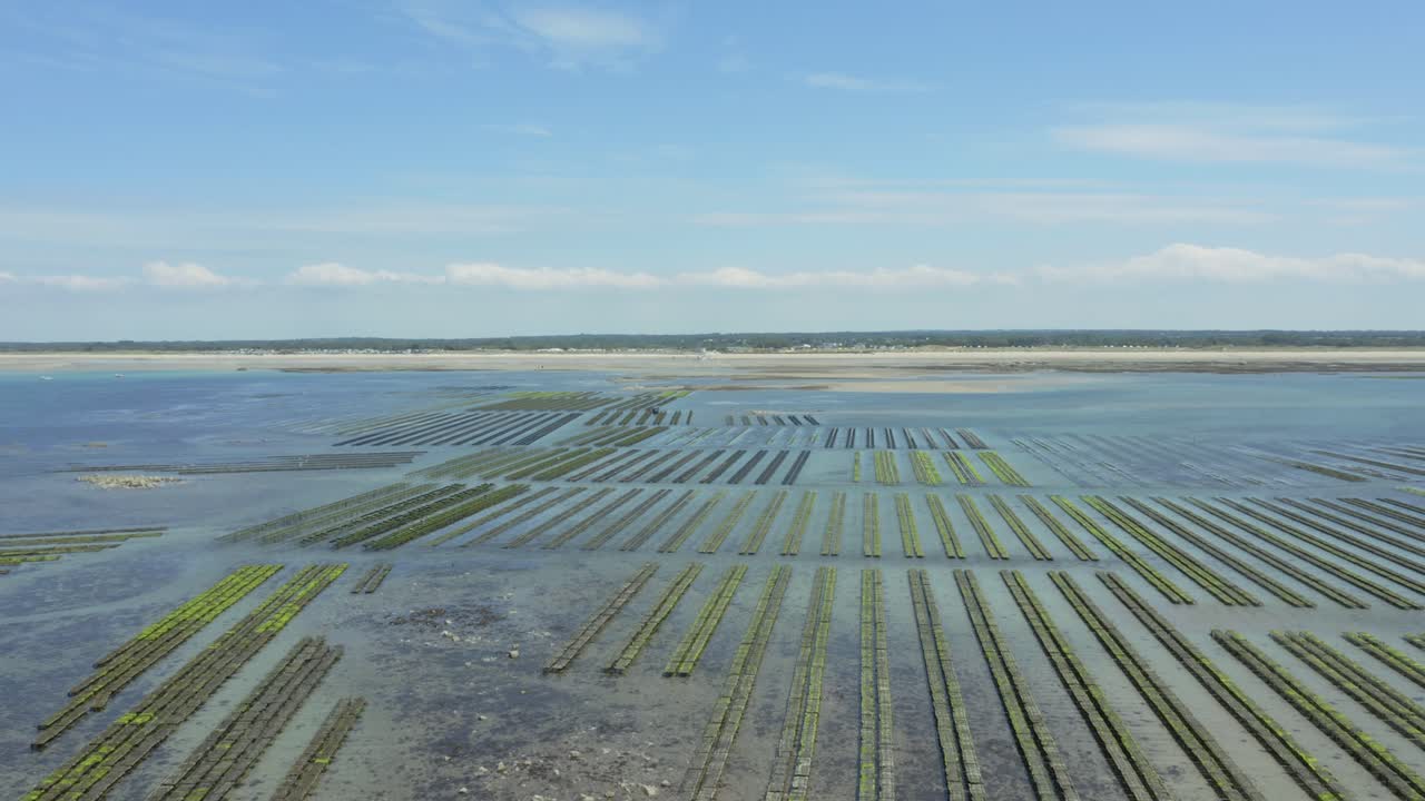 썰물 때 굴 농장의 굴 선반