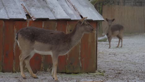 white tailed deer looks around outside zoo enclosure, shallow focus