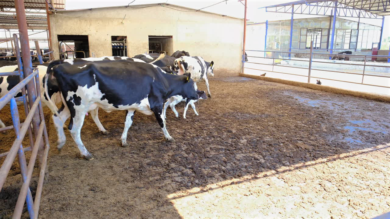 소 농장에서의 소와 송아지