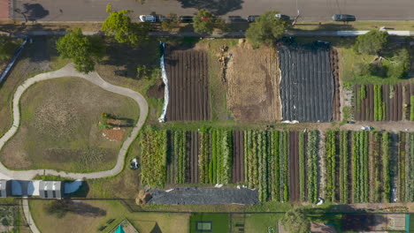 Bandeja-Aérea-De-Arriba-Hacia-Abajo-Suave-Del-Jardín-Comunitario-Con-Verduras-Bañándose-En-La-Luz-Del-Sol-De-La-Tarde