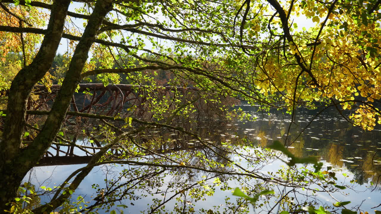 Wide shot of branches over the water with yellow leaves and the sun shines