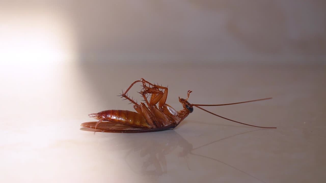 cucaracha tumbada boca abajo en el suelo de la casa y tratando de levantarse y pararse de cerca, cucaracha de la casa tumbada boca abajo en la alfombra del suelo