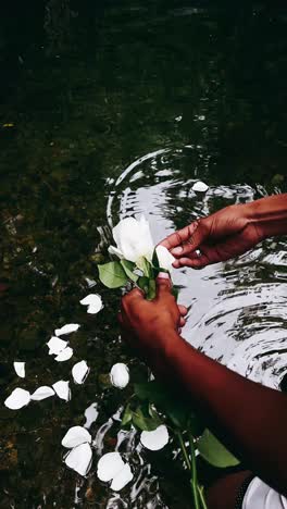 offering a rose to water