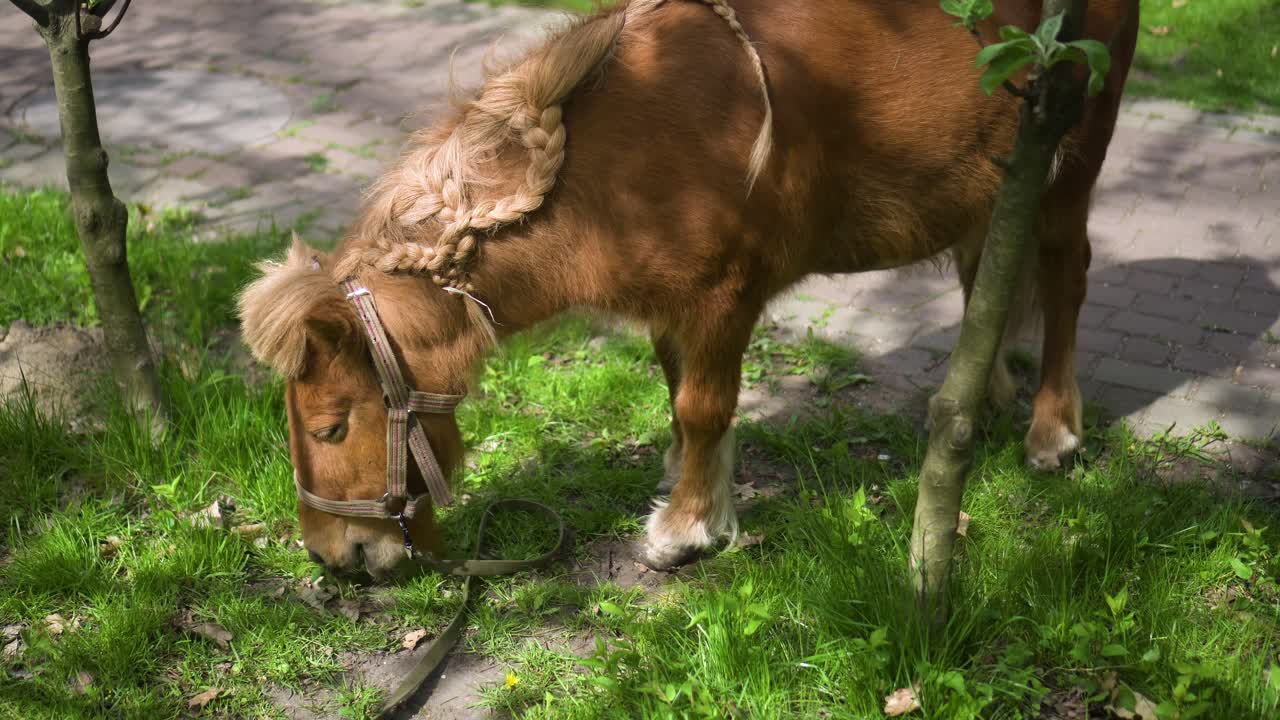 un hermoso poni marrón come hierba verde en el parque 02