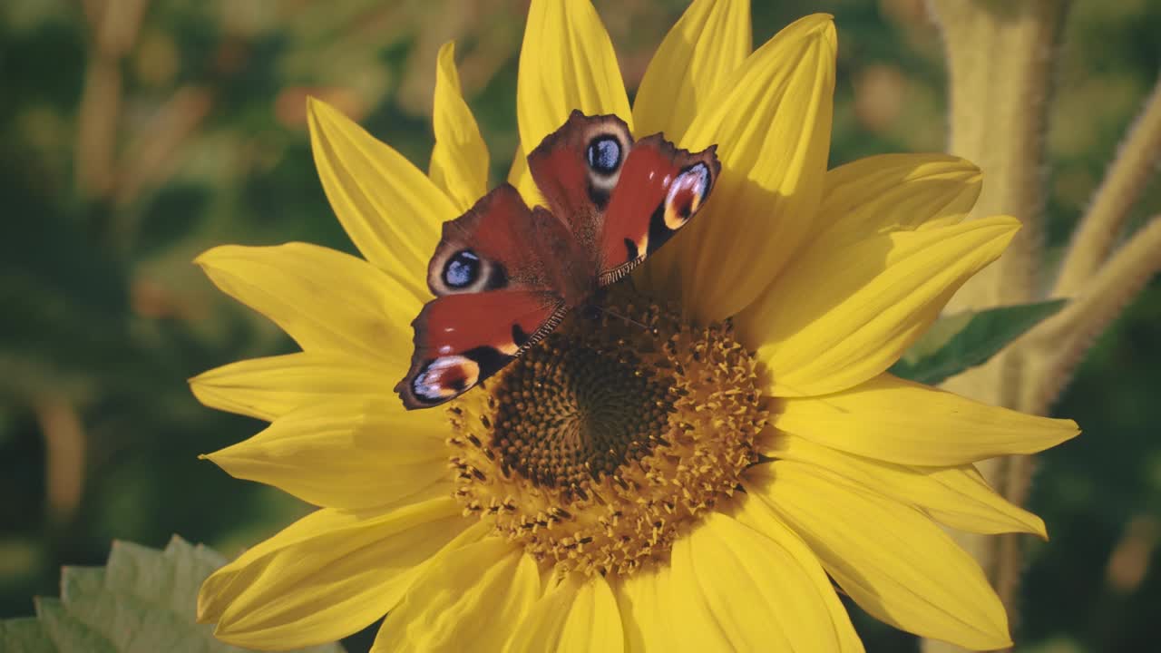 Cinemagraph of a vibrant colorful sunflower flower in a field with yellow petals and blossoms. A peacock butterly is sitting and flying on the flower. The natural plant is vividly blooming and moving in the wind. Seamless video loop in 4K UHD.