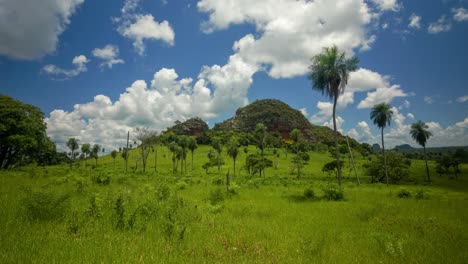 fluffy clouds blow over palm trees gently blowing in front of green grassy hill, timelapse