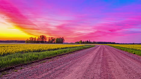 static view of colorful sky with above rural landscape of rapeseed field with gravel pathway running through the yellow flower farmland