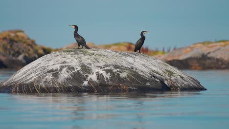 Una-Pareja-De-Cormoranes-Posados-En-Las-Rocas,-Resaltando-El-Entorno-Costero-Y-La-Vida-Silvestre.