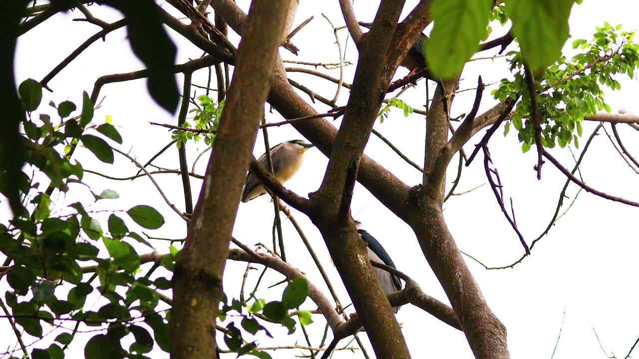 la garza se alza entre las ramas en vietnam
