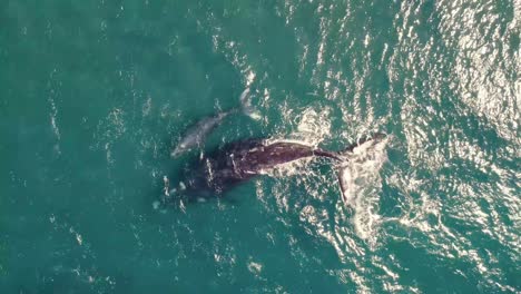 humpback whale migration season: stunning aerial views of mothers and calves