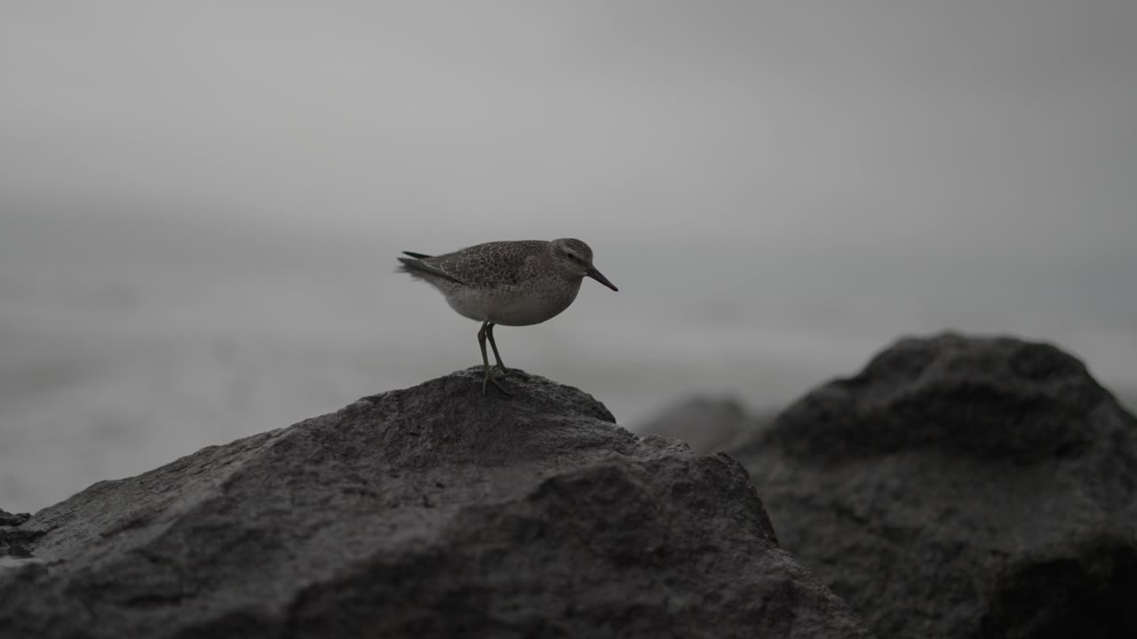 Questa clip mostra un piro piro boschereccio che resiste al tempo tempestoso sulle rocce frangiflutti con le onde che si infrangono sullo sfondo