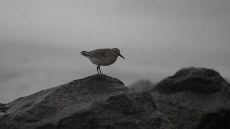 This-clip-features-a-wood-sandpiper-enduring-stormy-weather-on-breakwater-rocks-with-waves-crashing-in-the-background