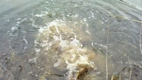 pov release of a giant largemouth bass from the bank of a small lake