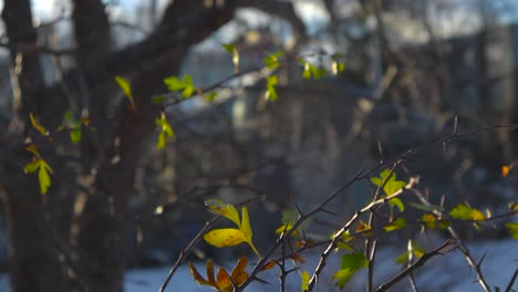 close up slow motion footage of brown and green leaves moving in the wind that are on a branch thinly spread out during winter sunny day. trees are blurry in the background, leaves are in sharp focus.