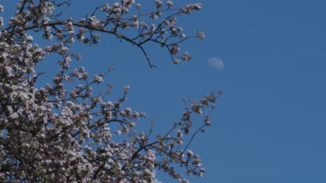 moon next to a big pink tree